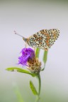 Melitaea Phoebe (?)