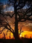 silhouette..... silhouette.....