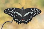 Papilio demodocus (Esper, 1798) Papilio demodocus (Esper, 1798)