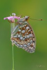 Argynnis-niobe_DSC8309 Argynnis-niobe_DSC8309