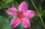 Mandevilla Mandevilla
