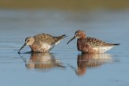 Calidris-ferruginea_DSC7908 Calidris-ferruginea_DSC7908