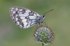 Melanargia galathea
