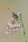 Melitaea phoebe Melitaea phoebe