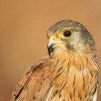 ..gheppio.. ..gheppio..