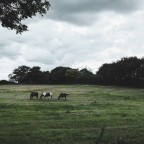 Stock, Essex, UK, August 2019 Stock, Essex, UK, August 2019