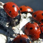 Ammucchiata rossonera Ammucchiata rossonera