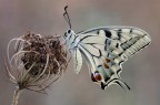 -Papilio machaon (Linneus, 1758