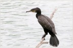 Cormorano Cormorano
