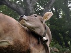 Mucca bruna alpina