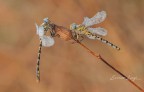 Onychogomphus uncatus (charpentier, 1840)