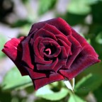 Rosa 4 Rosa 4