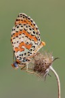Melitaea didyma Melitaea didyma