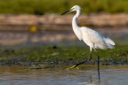 Garzetta al passo lungo i margini della Riserva naturale Fiume Ciane e Saline di Siracusa