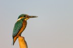 L'attesa del Martin Pescatore femmina lungo il margine della Riserva naturale Fiume Ciane e Saline di Siracusa