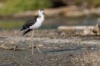 Pullo di Cavaliere d'Italia lungo il margine della Riserva naturale Fiume Ciane e Saline di Siracusa