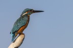 Martin Pescatore femmina lungo i margini della Riserva naturale Fiume Ciane e Saline di Siracusa