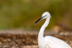 Ritratto di Garzetta lungo i margini della Riserva naturale Fiume Ciane e Saline di Siracusa