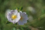 Rosa-canina_DSC7631