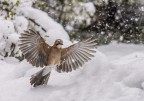 Ghiandaia sotto la neve