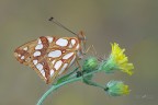 Issoria-lathonia-con-Afidi_DSC8138