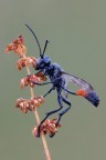 Amophilla-procera Amophilla-procera