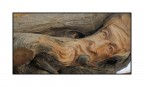 legno ....vivo legno ....vivo