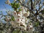 Mandorlo in fiore Mandorlo in fiore
