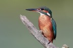 Kingfisher Kingfisher