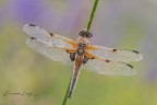 Libellula quadrimaculata (Linneaus, 1758) Libellula quadrimaculata (Linneaus, 1758)