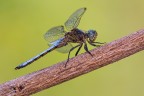 Orthetrum coerulescens Orthetrum coerulescens