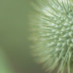 Frutto della Datura Wrightii.. Frutto della Datura Wrightii..