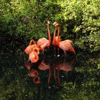 Flamingo dance Flamingo dance