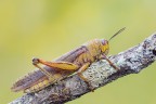 Anacridium aegypium (m)