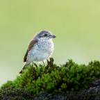 ..averla piccola.. ..averla piccola..