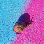 transgender transgender