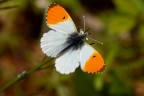White and orange White and orange