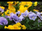 Colours Colours