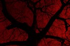 lacrime rosse tra i rami lacrime rosse tra i rami