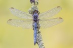 Orthetrum coerulescens (m) Orthetrum coerulescens (m)