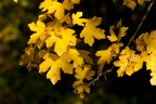 autunno autunno autunno autunno