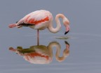Riflesso di Fenicottero Rosa
