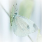 La legenda della farfalla bianca.... La legenda della farfalla bianca....