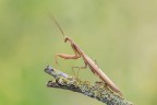 Mantide religiosa