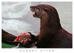 Hungry Otter Hungry Otter