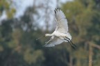 Spatola in volo