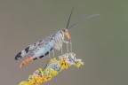 Mosca scorpione Mosca scorpione