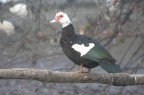 Cairina Moschata Cairina Moschata
