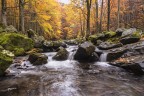 Il torrente e i suoi colori d'autunno1 Il torrente e i suoi colori d'autunno1