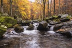 Il torrente e i suoi colori d'autunno1